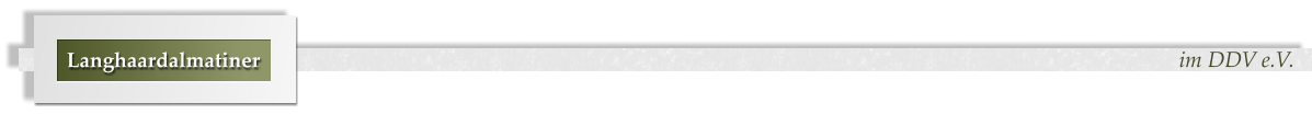 im DDV e.V. Langhaardalmatiner