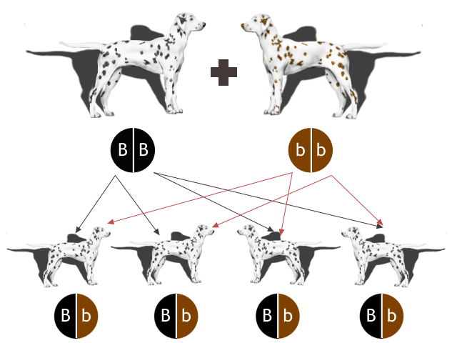 B  B b  b B  b B  b B  b B  b