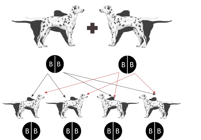 B  B B  B B  B B  B B  B B  B