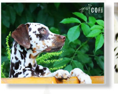 tricolor von COF Spots Dalmatiner