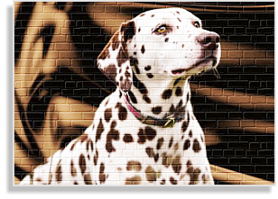 weiß-braunder Dalmatiner Deckrüde im DDV e.V.