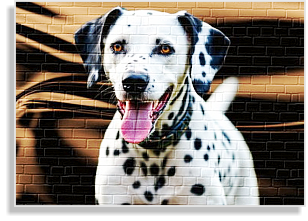 weiß-schwarze Dalmatinerzuchthündin 