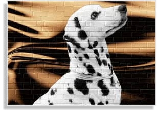 Dalmatiner in weiß-schwarz im DDV e.V.