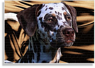 weiß-braune tricolor Dalmatinerhündin im DDV e.V.