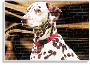 weiß-braune Dalmatinerhündin im DDV e.V.