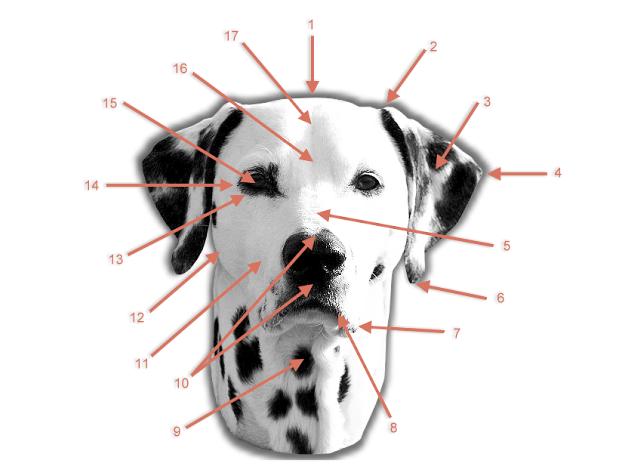Dalmatinerkopf im DDV e.V.