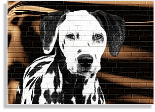 Dalmatinerhündin mit Platte im DDV e.V.