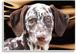 Dalmatinerhündin weiß-braun im DDV e.V.