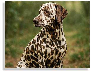 brindlefarbener Dalmatiner