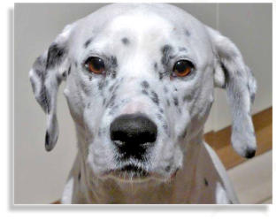 Dalmatiner wild-sable