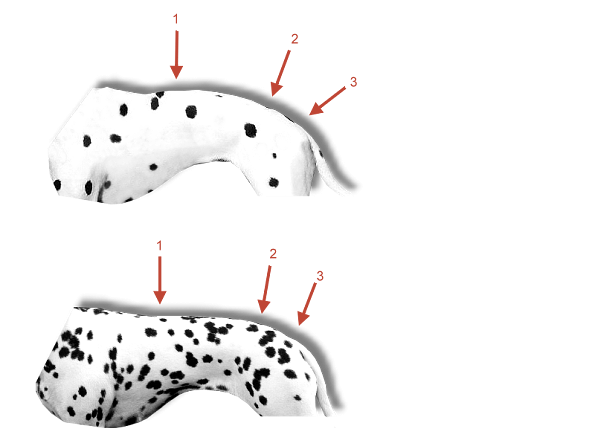 Karpfenrücken eines Dalmatiners