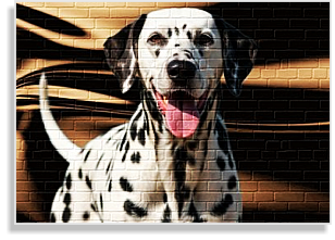 Dalmatiner Deckrüde im DDV e.V.