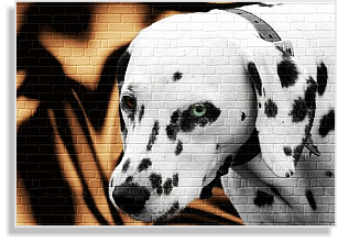 weiß-schwarze Dalmatinerhündin im DDV e.V.