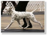 ECHOVIEWS LITTLE ROCK (LUA N/Hu)