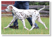 ECHOVIEWS BOOM GOES THE DYNAMITE (LUA N/Hu)