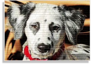 Langhaardalmatiner in weiß-sdchwarz im DDV e.V.