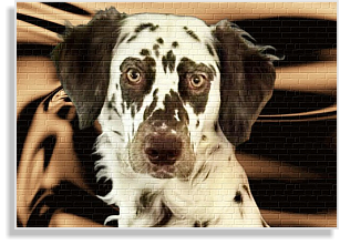 Langhaardalmatiner in weiß-braun im DDV e.V.