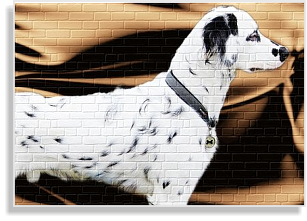 Langhaardalmatiner im DDV e.V.