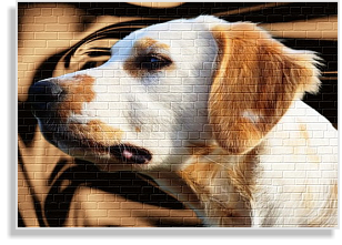 Lemon Langhaardalmatiner im DDV e.V.