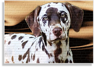 weiß-braune Dalmatinerhündin mit Platte im DDV e.V.