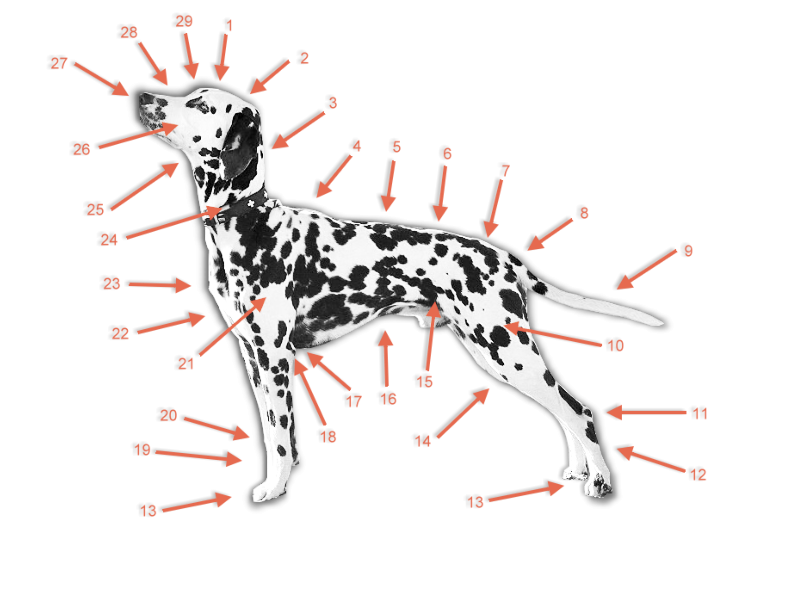 Standard Dalmatiner im DDV e.V.