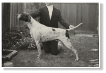 Shandown's Rapid Transit