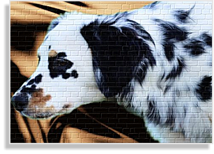 weiß-schwarze tricolor Dalmatinerhündin im DDV e.V.