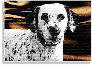 weiß-schwarze Dalmatinerhündin Langhaarträgerin