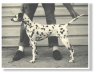 Stocklore Stipples (1. AKC eingetragener LUA)