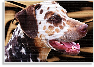 weiß-brauner tricolor Dalmatiner Deckrüde im DDV e.V.