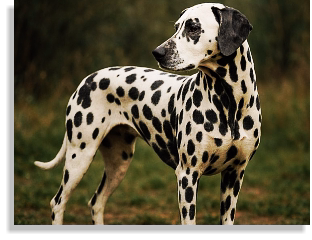 Dalmatiner in weiß-schwarz